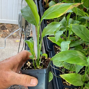 Thai Ginger Plant Alpinia Galanga Ginger Plants To Grow Live Starter Plant 6 to 8 Inches - Ginger Plant