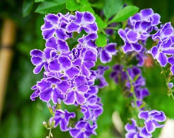 Blue Sapphire Showers or Duranta Erecta Sapphire Showers - Etsy