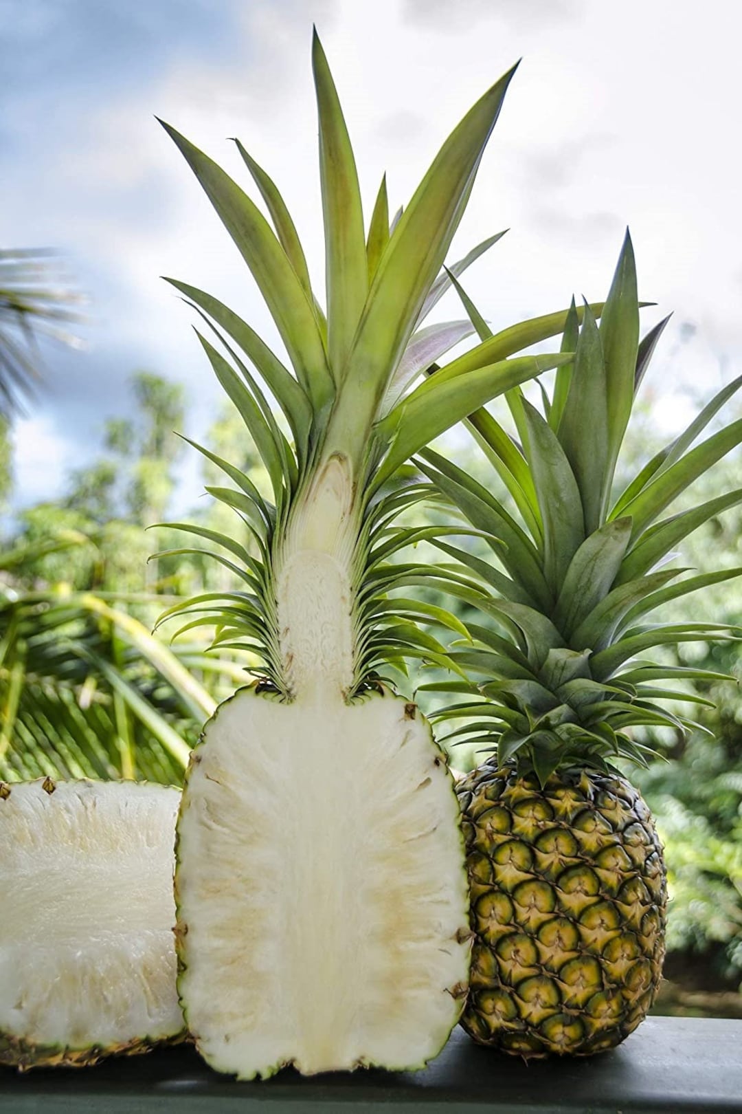 Pineapple Plant Live Sugarloaf Pineapple Plant Ananas Comosus Pineapple