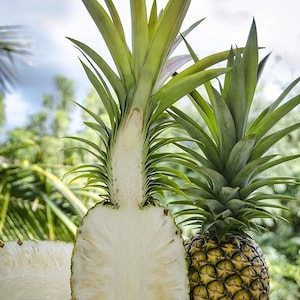 Pineapple Plant - Live Sugarloaf Pineapple Plant - Ananas comosus - Pineapple Plant Live - Kauaʻi Sugarloaf - Pinapple Planter