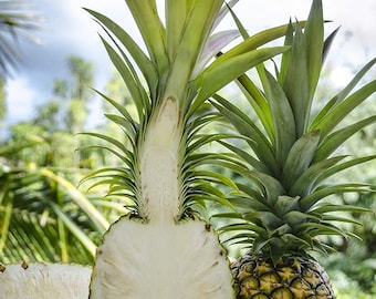 Könnte beinhalten: Zwei Ananas, eine halbiert, um das weiße Fruchtfleisch zu zeigen, die andere ganz mit goldbrauner Schale und grünen Blättern.