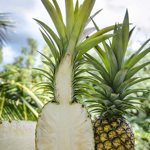 Pineapple Plant - Live White Jade Pineapple Plant - Fruit Trees Live Plants  - Pineapple Plant Live - Pineapple Planter - Ananas Comosus - Etsy