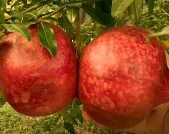 Pomegranate Tree - Parfianka Pomegranate Live Trees - Punica Granatum - Russian Pomegranate Plant - Fruit Trees Live Plant - Live Fruit Tree