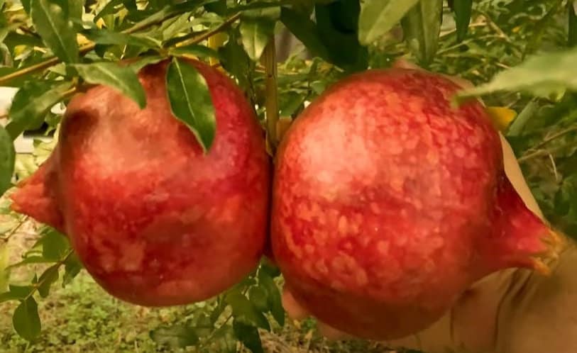 Pomegranate Tree - Parfianka Pomegranate Live Trees - Punica Granatum - Russian Pomegranate Plant - Fruit Trees Live Plant - Live Fruit Tree
