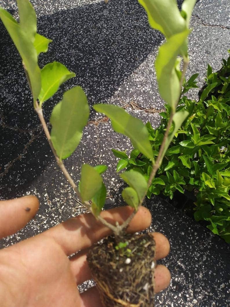 Barbados Cherry Tree Acerola Fruit Trees Live Plants | Etsy
