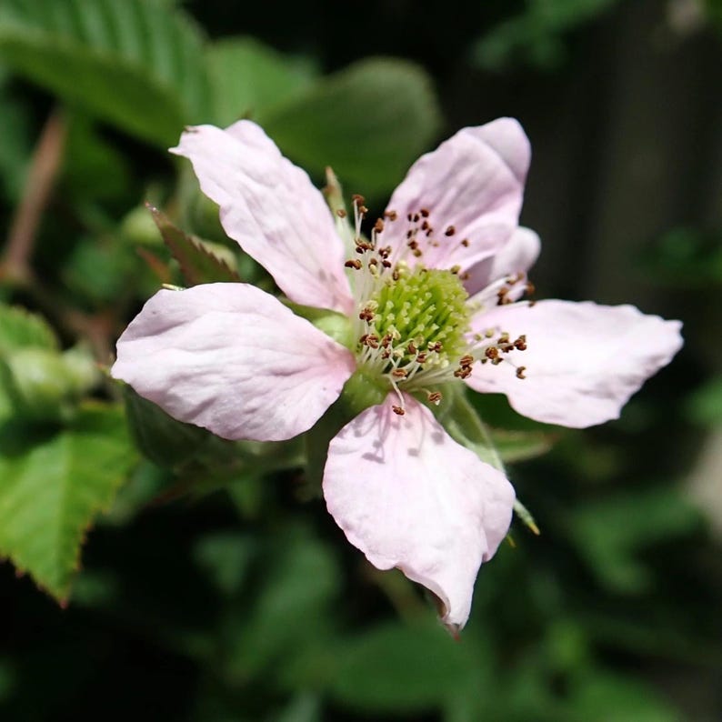 May include: Close-up of a delicate pink flower with five petals. The center of the flower is a vibrant green, surrounded by small brown stamens. The flower is set against a backdrop of green leaves and stems.