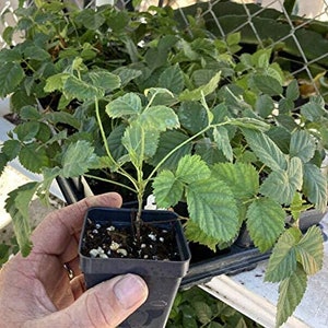 Boysenberry Live Plant Mix Between Raspberry Blackberry Loganberry Dewberry Starter Planter Pot Home Garden Berry - Fruit Tree Live Plant