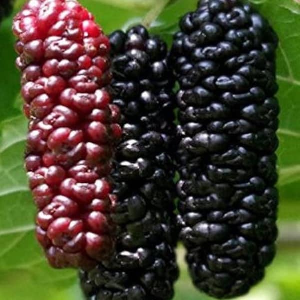 Mulberry Tree - Illinois Everbearing Mulberry Plant - Morus Alba X Rubra - Sweet Fruit - Mulberry Tree Live - Mulberry Cuttings