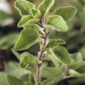 May include: A close-up of a green oregano plant with fuzzy leaves and a reddish-brown stem.