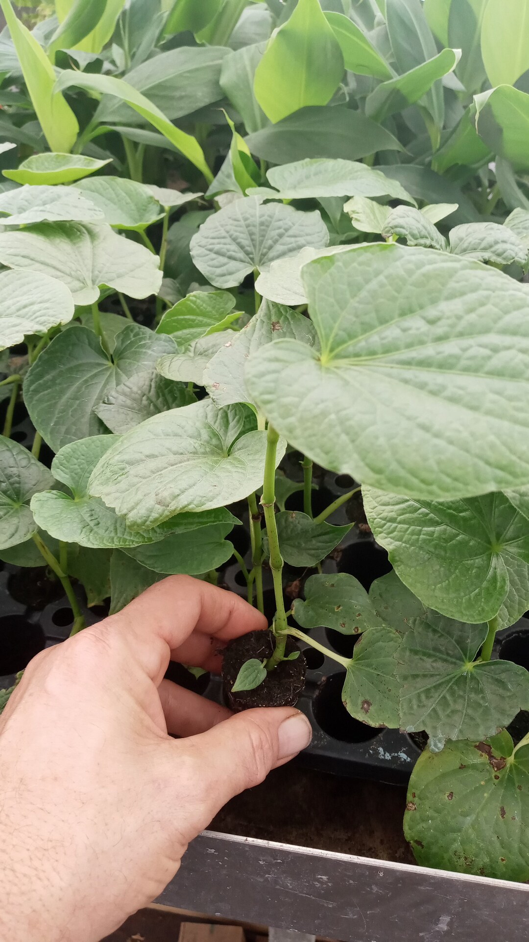 Kava Kava Live Plant Piper Methysticum 58 Inch Starters Asava Pepper