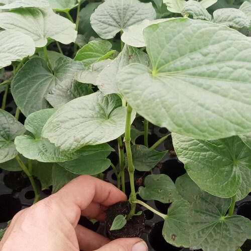 Kava Kava Live Plant Piper Methysticum 58 Inch Starters Etsy