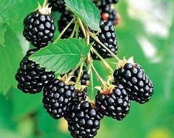 May include: A cluster of ripe blackberries hanging from a branch with green leaves. The berries are dark purple and have a glossy finish.