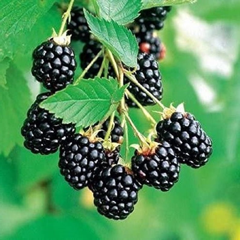May include: A cluster of ripe blackberries hanging from a branch with green leaves. The berries are dark purple and have a glossy finish.