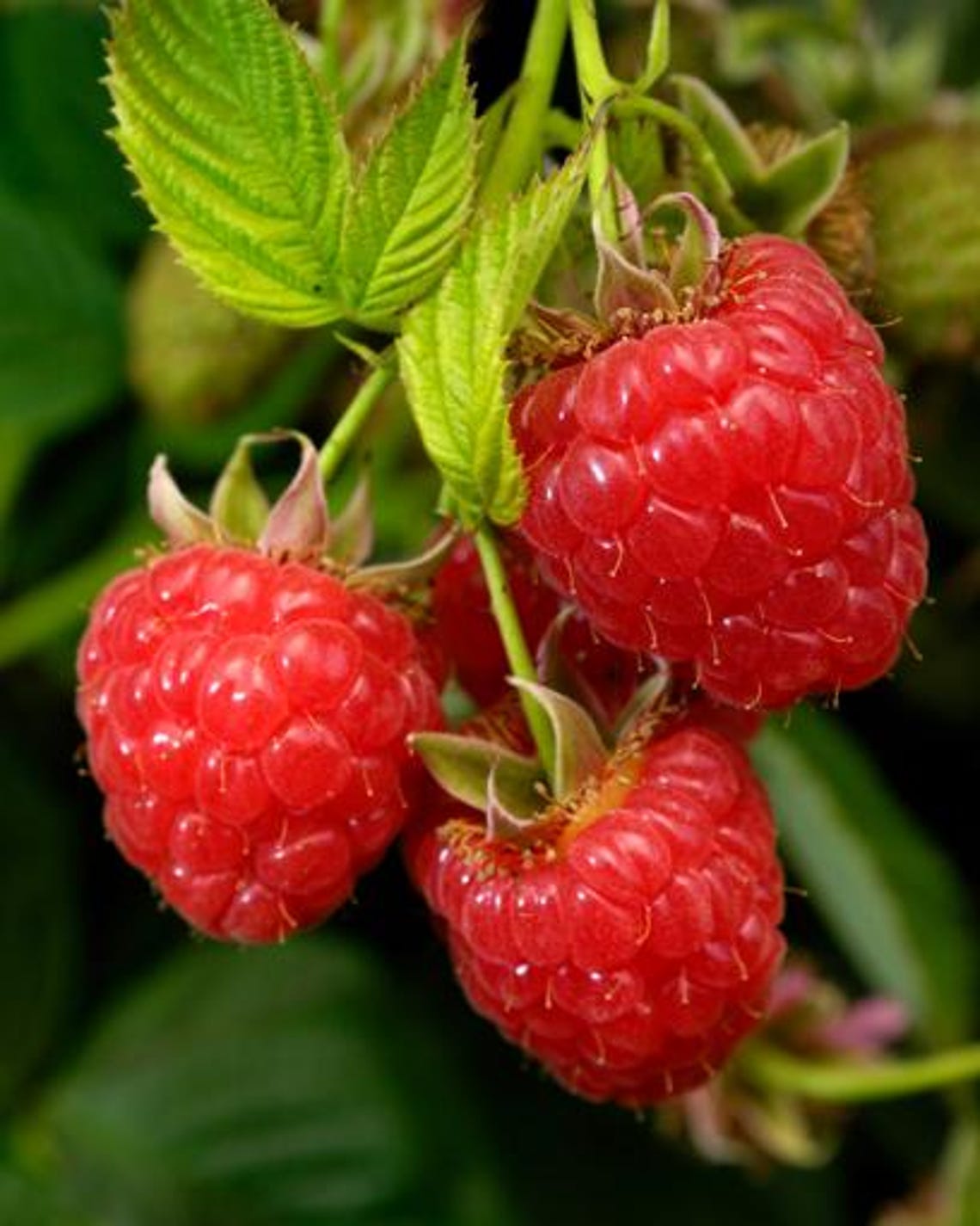 Zone 4 Raspberry Plants Caroline Red Raspberry Live Plants | Pack of 2 (TWO) | 5-9