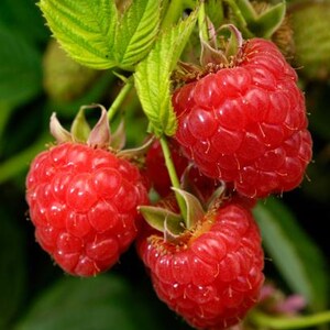 May include: Close-up of ripe red raspberries on a green stem with green leaves. The raspberries are in focus, showing their textured surface and vibrant color. The background is a blurred green.