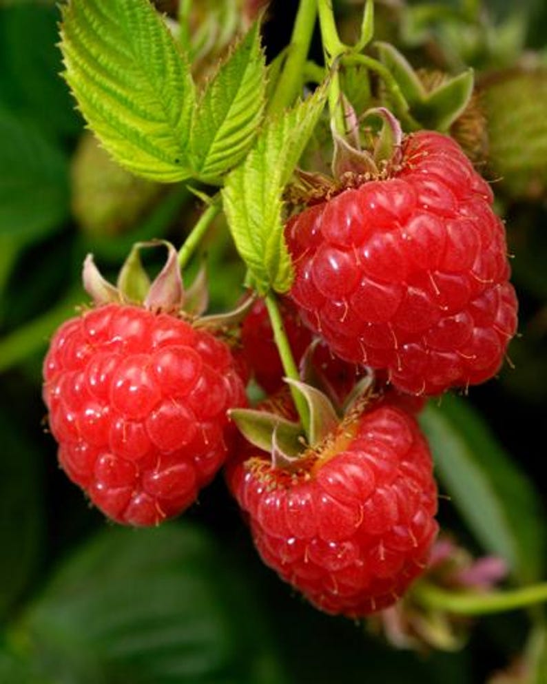 Red Raspberry Stem Caroline Red Raspberry Live Plants | Pack of 2 (TWO) | 5-9