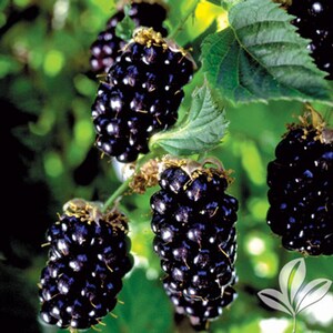 May include: Close-up of a cluster of ripe blackberries growing on a vine. The berries are dark purple and have a shiny, almost wet appearance. The leaves of the vine are green and lush.
