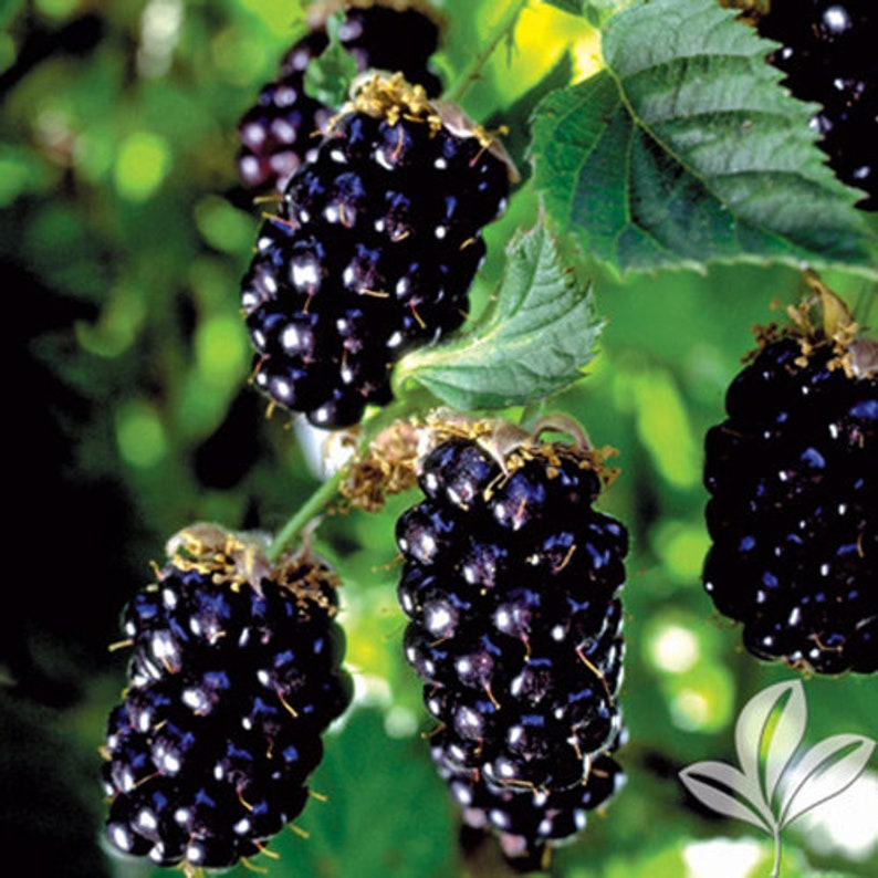 May include: Close-up of a cluster of ripe blackberries growing on a vine. The berries are dark purple and have a shiny, almost wet appearance. The leaves of the vine are green and lush.