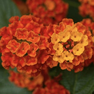 Lantana &quot;Dallas Red&quot; Live Starter Plants | 4-6 Inches Tall | Attracts Butterflies, Perfect for Containers, Low Maintenance