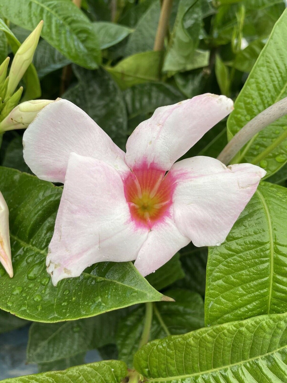 6 Pot Mandevilla Sun Parasol Giant Dark Pink Hoop Trellis Etsy