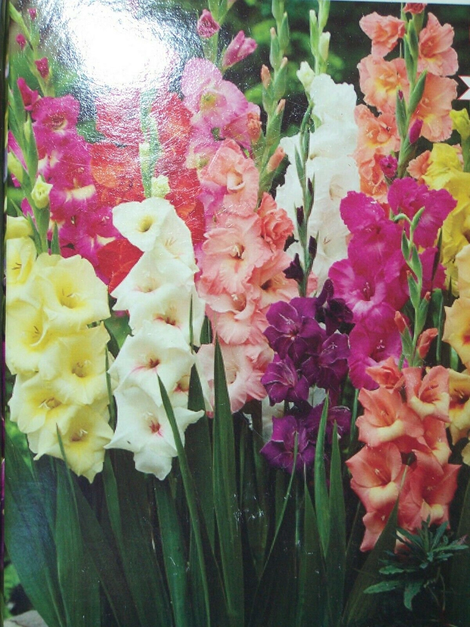 10 Bulb lot Gladiola Bulbs Mixed Colors Overwintered Etsy