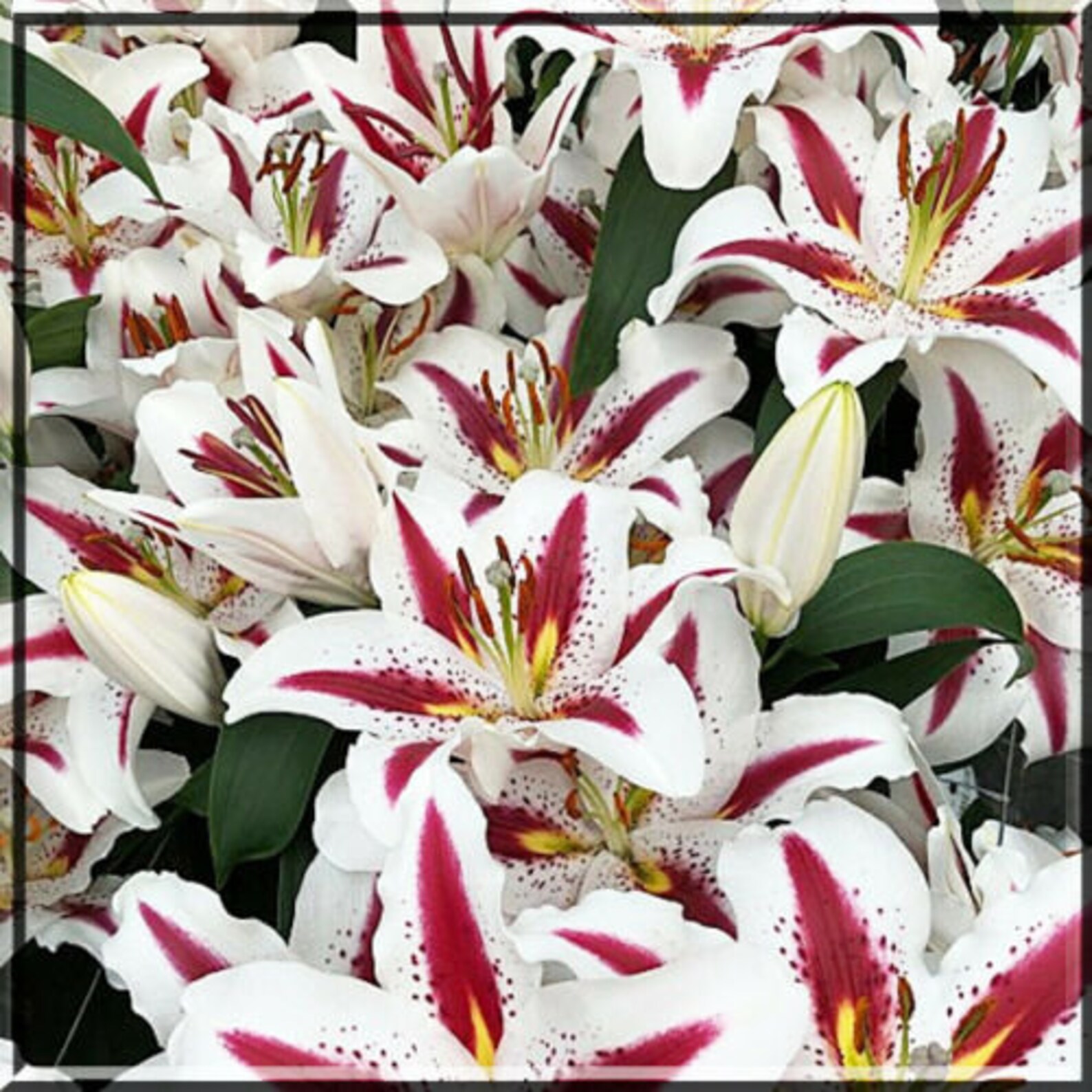 Lily Bulb Oriental Big Smile Lily Live Plant Large Bulb Etsy