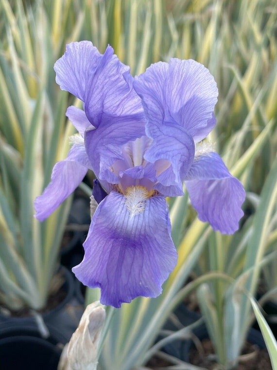 Bearded Zebra Iris Pallida Aureo Variegata Variegated Gallon Etsy