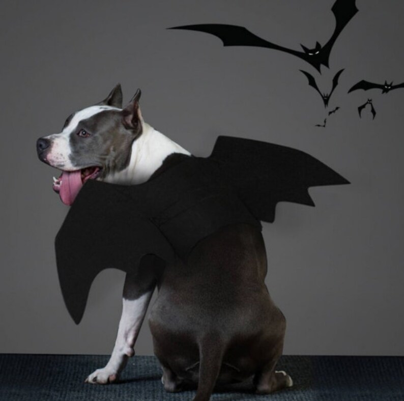 Bat Wings for Dogs and Cats Halloween Costume Etsy