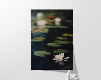 Water Lily II Photography Print: Botanical Wall Art (Unframed Print)