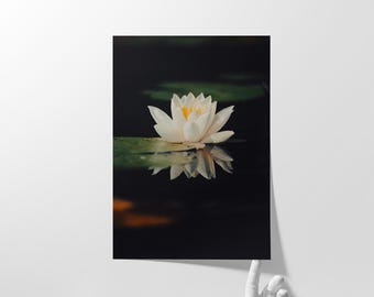 Water Lily I Photography Print: Canadian Wildflower Wall Art (Unframed Print)