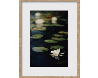 Water Lily II Framed Art Print: Botanical Photography