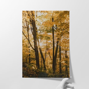 Stampa fotografica artistica SENZA CORNICE "Autunno dorato" / Foglie d'acero autunnali, natura canadese del Quebec, originale opera d'arte da parete con cornice per accoglienti spazi moderni