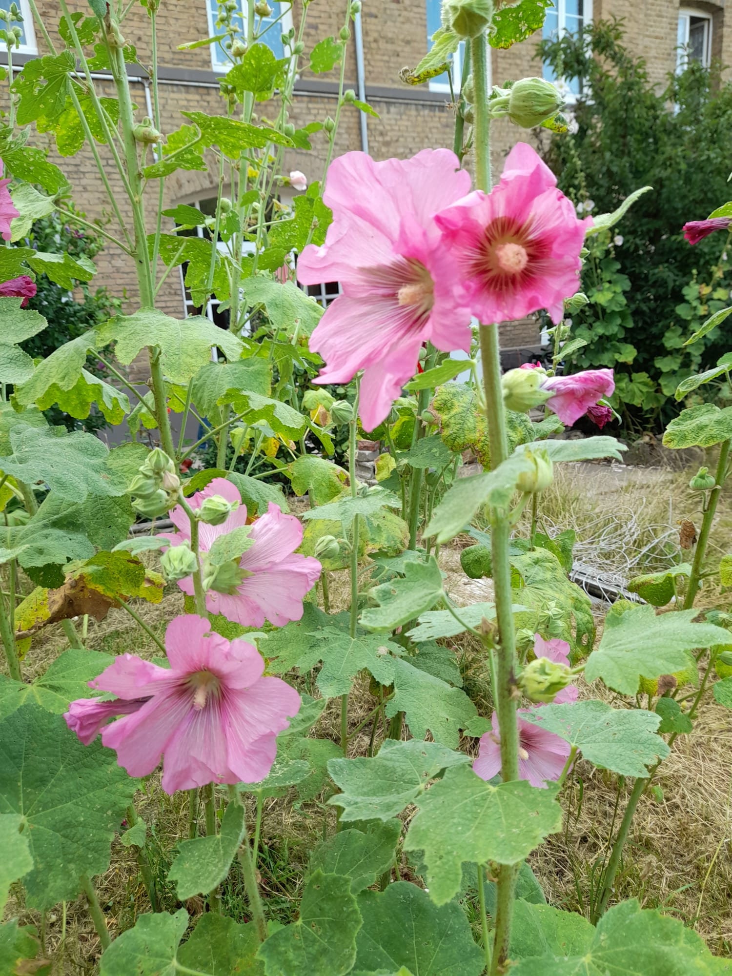 Hollyhocks Rose Buds Alcea Rosea | Etsy