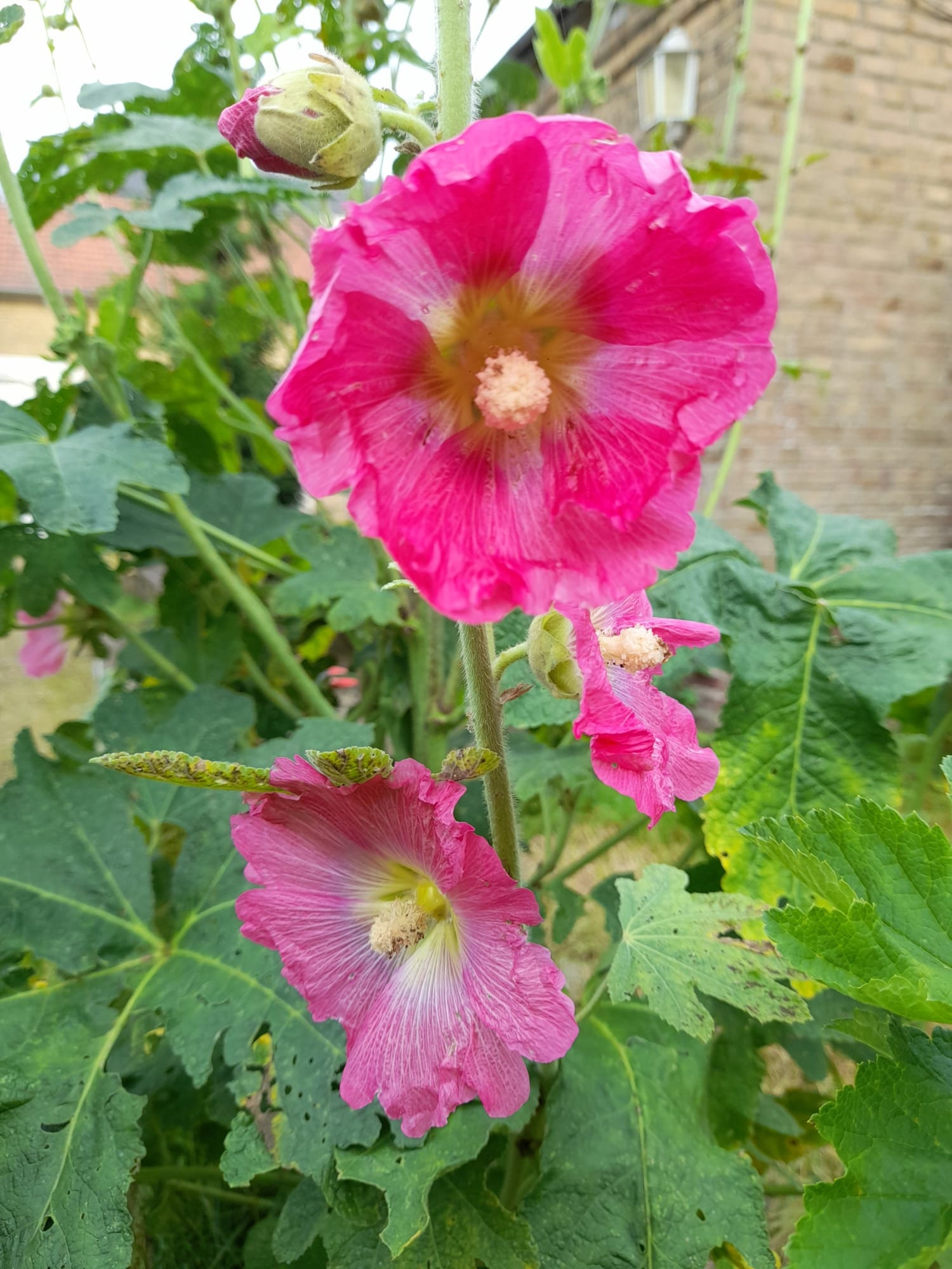 Hollyhocks Rose Buds Alcea Rosea | Etsy