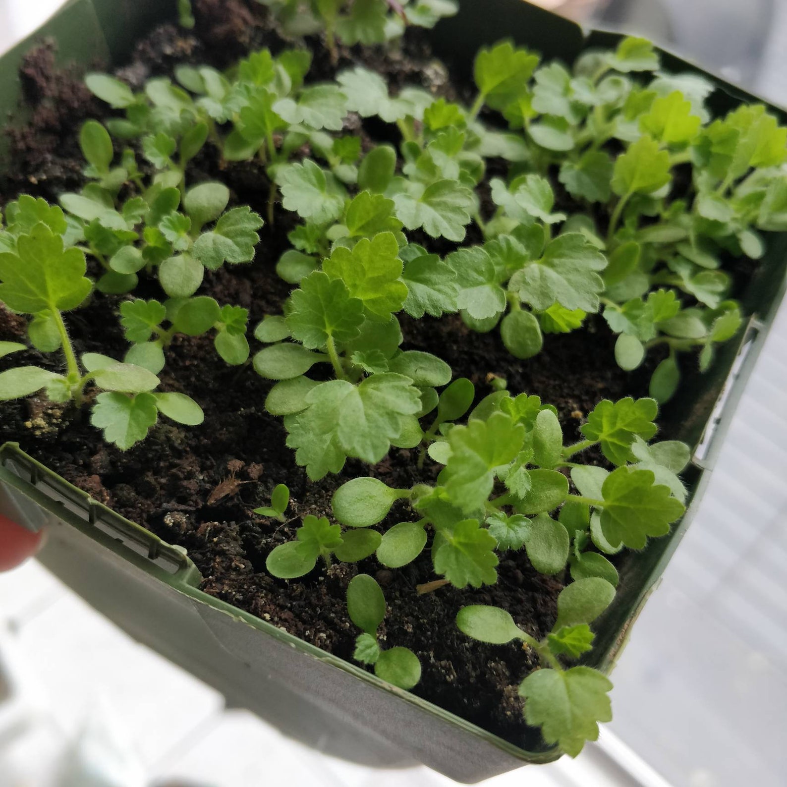 Bradshaw geum seeds avens