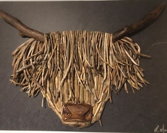 Highland Coo