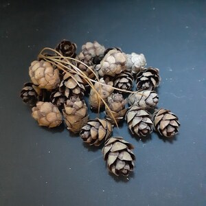 Mini Hemlock cones
