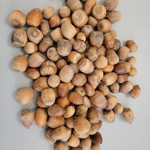 One Half or One Pound of natural acorns