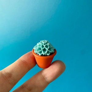 May include: A small succulent plant in a terracotta-coloured pot. The succulent has light blue-green, layered petals. The pot is round with a slightly flared rim. The background is a solid, bright blue.