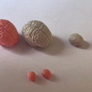 Various Sized Miniature Brains | Tiny Anatomy Figurines | Dollhouse Curiosity Decor | Spooky Halloween Accessories | Collectible Gift