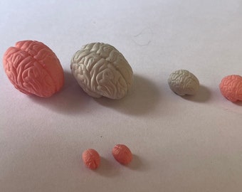 Various sized miniature brains