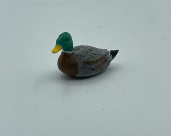 Lovely little Mallard Duck