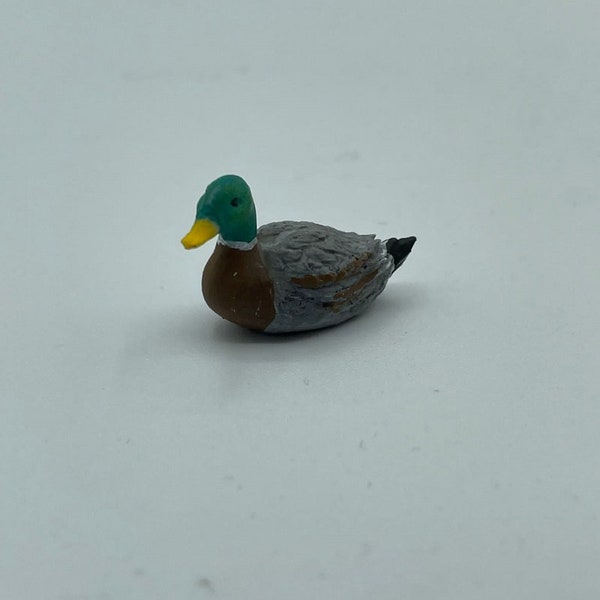 Lovely little Mallard Duck