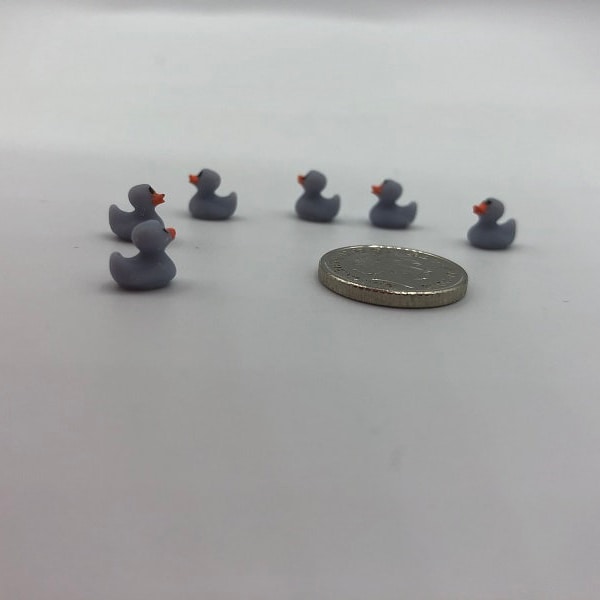 Cutest little grey baby ducks