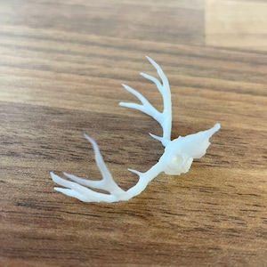 Red Deer Head & Antlers skull