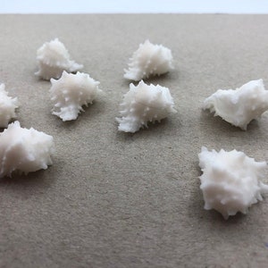 May include: A collection of eight white seashells with a spiky, textured surface. The shells are arranged on a light grey surface.