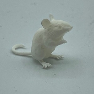 Lovely little miniature mouse