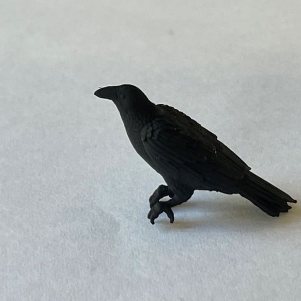 Little miniature crow with perching feet