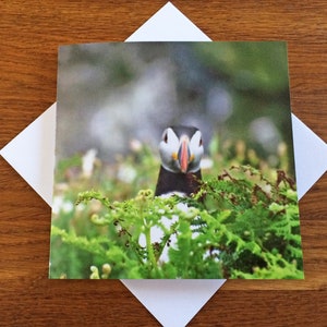 Carte de voeux macareux Carte d'anniversaire Carte de correspondance vierge Carte d'anniversaire Carte de la faune Carte de la nature Carte de macareux de Skomer Carte pour lui pour la nouvelle maison
