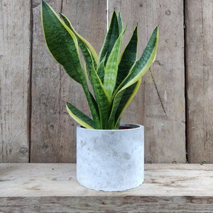 May include: A green and yellow snake plant in a gray concrete pot. The plant is sitting on a wooden shelf.